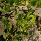 Édeslevelű csűdfű (Astragalus glycyphyllos) vetőmag