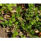 Édeslevelű csűdfű (Astragalus glycyphyllos) vetőmag