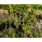 Édeslevelű csűdfű (Astragalus glycyphyllos) vetőmag