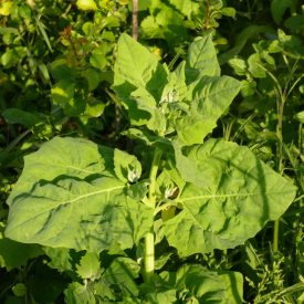 Kerti laboda (Atriplex hortensis) vetőmag