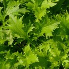 Green Mizuna japán mustár (Brassica rapa var. niposinica) palánta