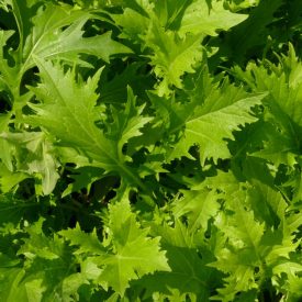   Green Mizuna japán mustár (Brassica rapa var. niposinica) palánta