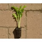 Green Mizuna japán mustár (Brassica rapa var. niposinica) palánta