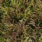 Red Mizuna japán mustár (Brassica rapa var. niposinica) palánta