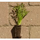 Red Mizuna japán mustár (Brassica rapa var. niposinica) palánta