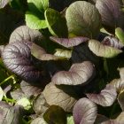 Komatsuna japán mustárspenót, lila levelű (Brassica rapa var. perviridis) palánta