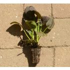 Komatsuna japán mustárspenót, lila levelű (Brassica rapa var. perviridis) palánta