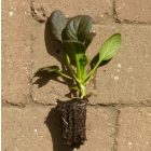 Pak Choi kínai káposzta, vörös (Brassica rapa subsp. chinensis) palánta