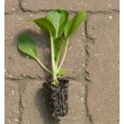 Pak Choi kínai káposzta, zöld (Brassica rapa subsp. chinensis) palánta