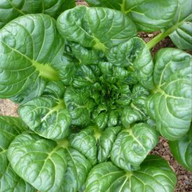   Tatsoi kínai káposzta (Brassica rapa subsp. narinosa) palánta