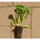 Tatsoi kínai káposzta (Brassica rapa subsp. narinosa) palánta