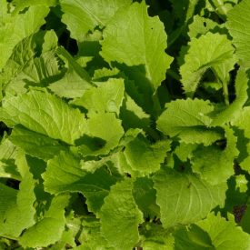   Wong bok kínai káposzta, kínai kel (Brassica rapa subsp. pekinensis) palánta