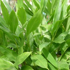   Japán télálló gyömbér (Zingiber mioga ’Crug’s Zing’) palánta