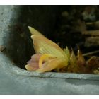 Japán télálló gyömbér (Zingiber mioga ’Crug’s Zing’) palánta