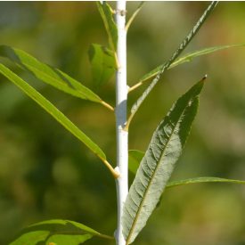   Harmatosvesszőjű fűz (Salix irrorata) földlabdás csemete