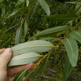 Törékeny fűz (Salix fragilis) földlabdás csemete