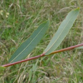 Csigolyafűz (Salix purpurea) földlabdás csemete