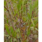 Csigolyafűz (Salix purpurea) földlabdás csemete