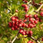 Egybibés galagonya (Crataegus monogyna) konténeres csemete