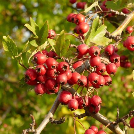 Egybibés galagonya (Crataegus monogyna) konténeres csemete