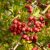 Egybibés galagonya (Crataegus monogyna) konténeres csemete