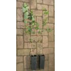 Rezgő nyár (Populus tremula) konténeres csemete