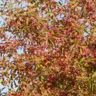 Csíkos kecskerágó (Euonymus europaeus) konténeres csemete