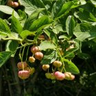 Csíkos kecskerágó (Euonymus europaeus) konténeres csemete
