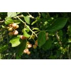 Csíkos kecskerágó (Euonymus europaeus) konténeres csemete