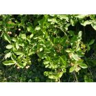 Csíkos kecskerágó (Euonymus europaeus) konténeres csemete