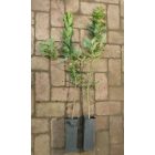 Csíkos kecskerágó (Euonymus europaeus) konténeres csemete