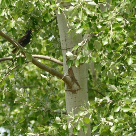 Szürke nyár (Populus x canescens) konténeres csemete