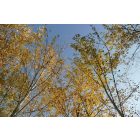 Szürke nyár (Populus x canescens) konténeres csemete