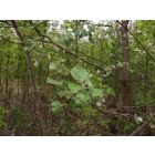 Szürke nyár (Populus x canescens) konténeres csemete