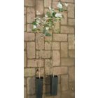 Szürke nyár (Populus x canescens) konténeres csemete