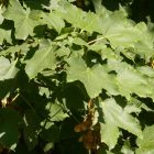 Hegyi juhar (Acer pseudoplatanus) konténeres csemete