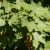 Hegyi juhar (Acer pseudoplatanus) konténeres csemete