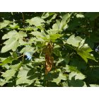 Hegyi juhar (Acer pseudoplatanus) konténeres csemete