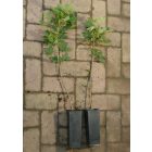 Hegyi juhar (Acer pseudoplatanus) konténeres csemete