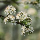 Sajmeggy (Cerasus mahaleb) konténeres csemete