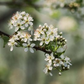 Sajmeggy (Cerasus mahaleb) konténeres csemete