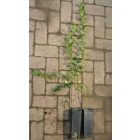 Sajmeggy (Cerasus mahaleb) konténeres csemete