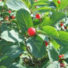 Ükörkelonc (Lonicera xylosteum) konténeres csemete