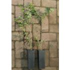 Ükörkelonc (Lonicera xylosteum) konténeres csemete