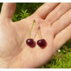 Madárcseresznye (Cerasus avium) konténeres csemete