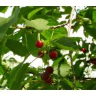 Madárcseresznye (Cerasus avium) konténeres csemete