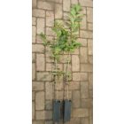 Madárcseresznye (Cerasus avium) konténeres csemete