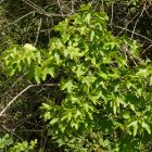 Mezei juhar (Acer campestre) konténeres csemete