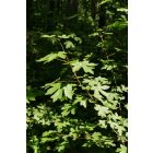 Mezei juhar (Acer campestre) konténeres csemete