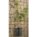 Mezei juhar (Acer campestre) konténeres csemete